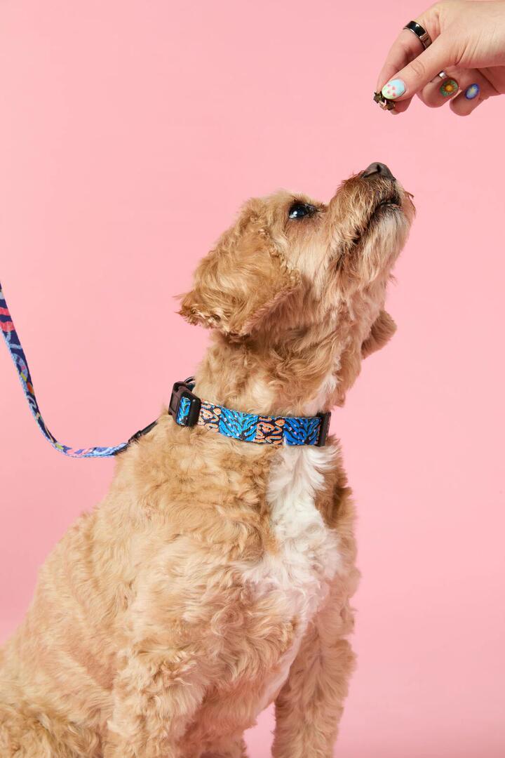 Image of Others. Productname: Animal Pet Collar Large in Print colour by brand - Gorman
