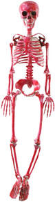 Image of Toys. Product name - Halloween Factory Bloody Skeleton 90cm in colour by brand - Toymate